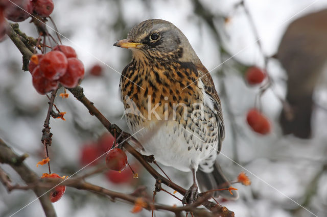 Fieldfare (Turdus pilaris)