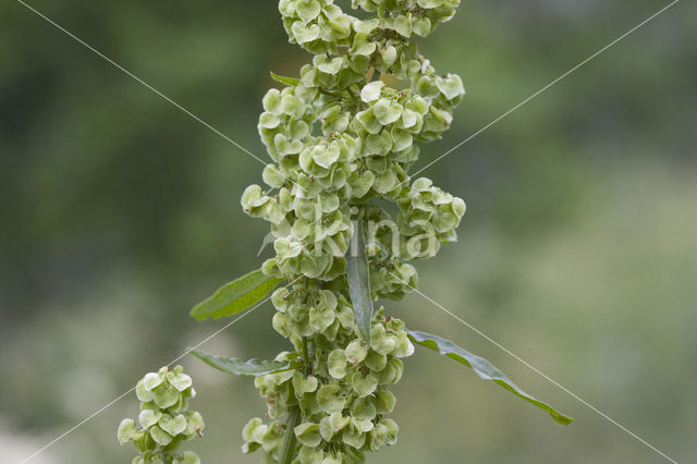 Krulzuring (Rumex crispus)