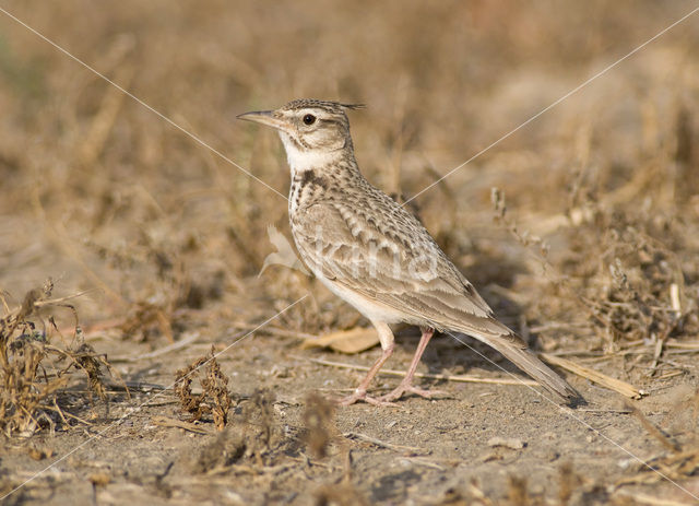 Crested Lark (Galerida cristata)