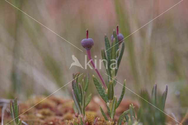 Bog-rosemary (Andromeda polifolia)