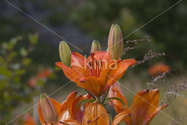 Lily Princess Grace (Lilium spec.)