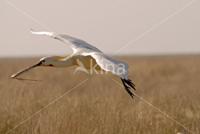 Eurasian Spoonbill (Platalea leucorodia)