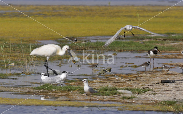 Lepelaar (Platalea leucorodia)