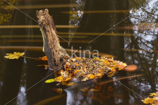 Leuvenumse Bos