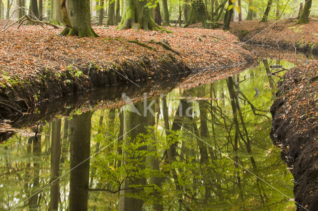 Leuvenumse Bos