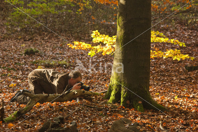 Leuvenumse Bos