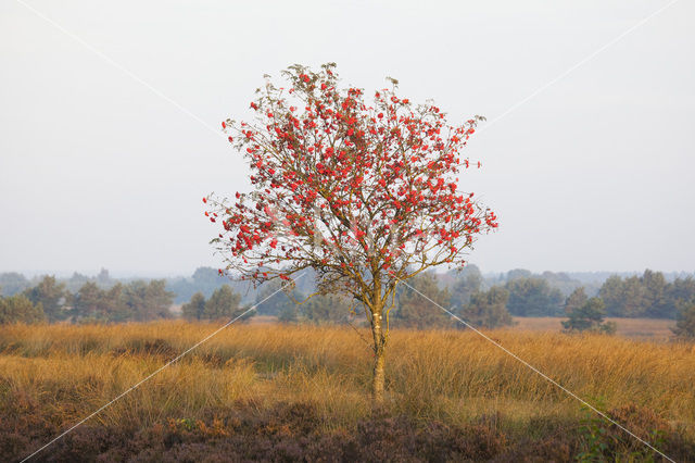 Moutain Ash (Sorbus)