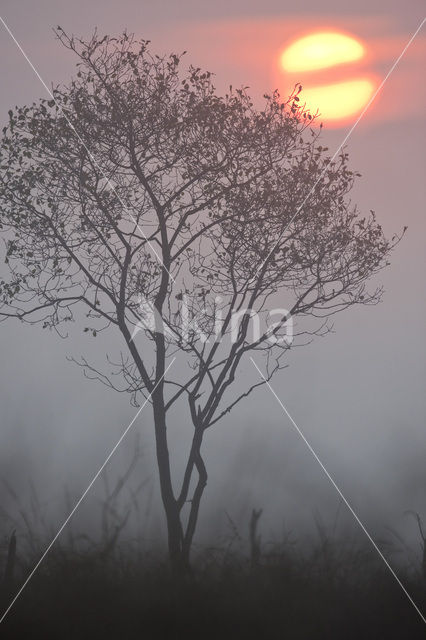 Moutain Ash (Sorbus)