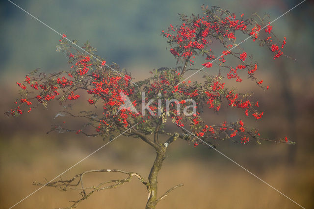 Moutain Ash (Sorbus)