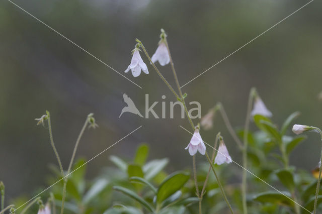 Linnaeusklokje (Linnaea borealis)