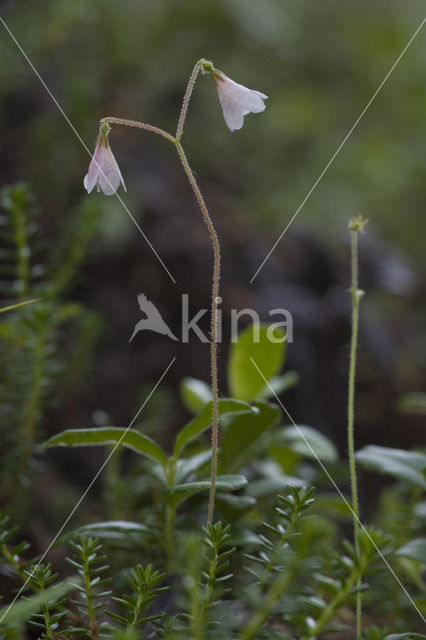 Linnaeusklokje (Linnaea borealis)