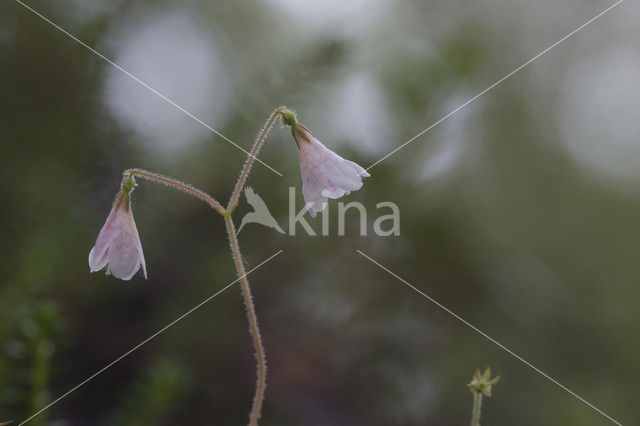 Linnaeusklokje (Linnaea borealis)