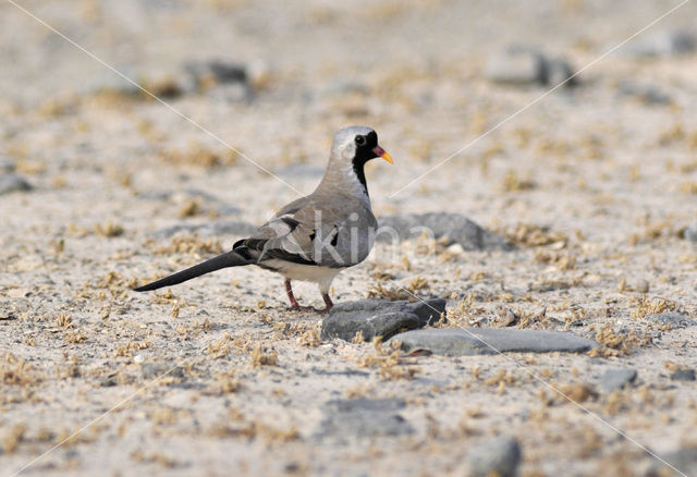 Maskerduif (Oena capensis)