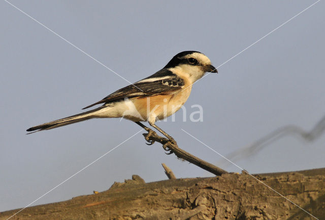 Maskerklauwier (Lanius nubicus)