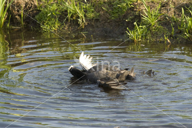 Common Coot (Fulica atra)