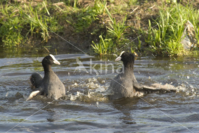 Common Coot (Fulica atra)