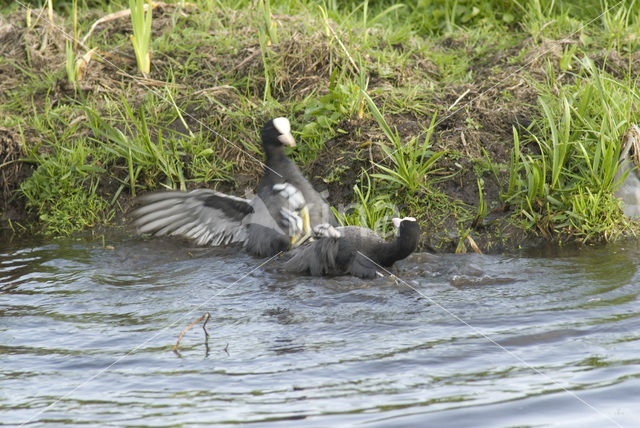 Common Coot (Fulica atra)