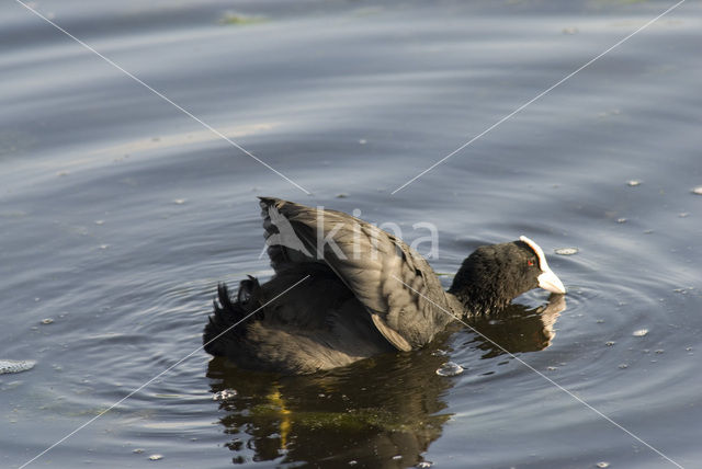 Common Coot (Fulica atra)