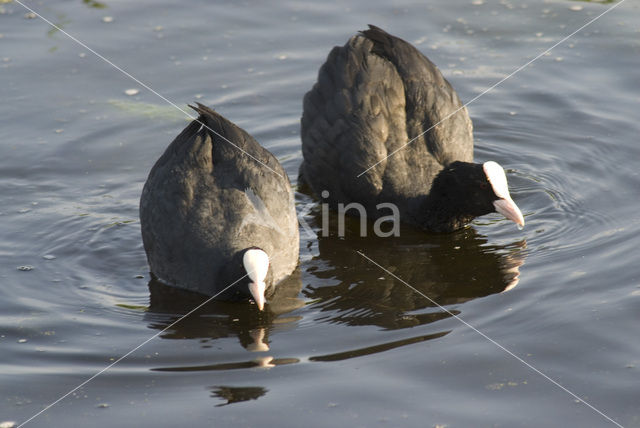 Common Coot (Fulica atra)