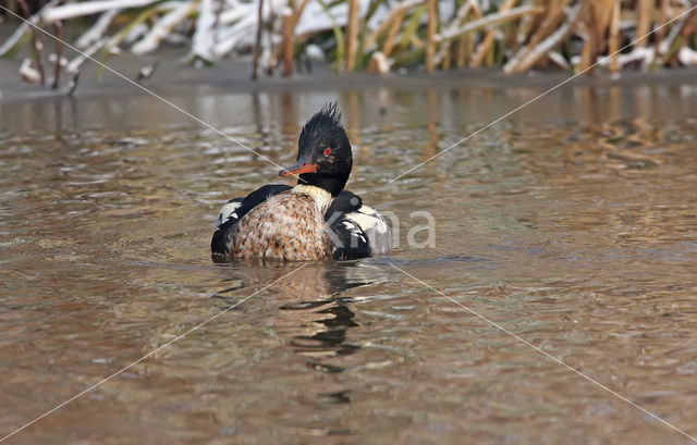 Red-brested Merganser (Mergus serrator)