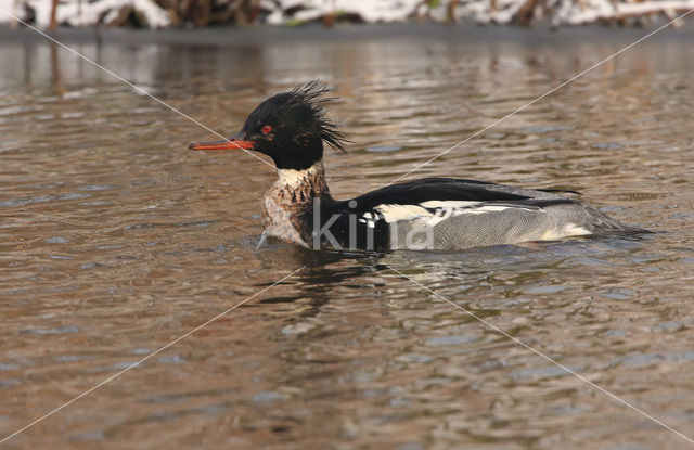 Middelste Zaagbek (Mergus serrator)