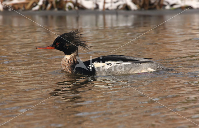 Middelste Zaagbek (Mergus serrator)