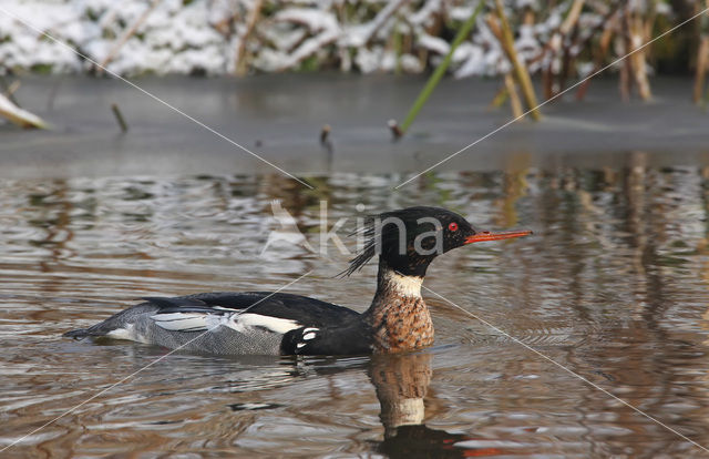 Red-brested Merganser (Mergus serrator)