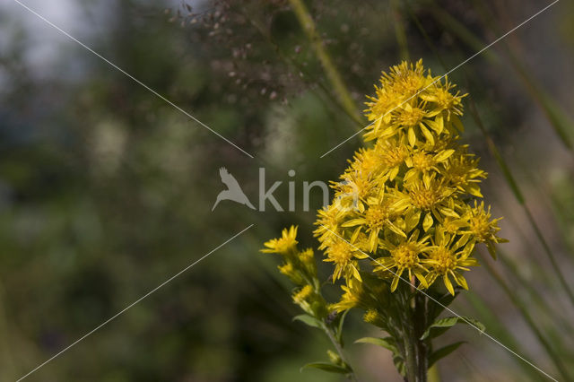 Moeraskruiskruid (Senecio paludosus)