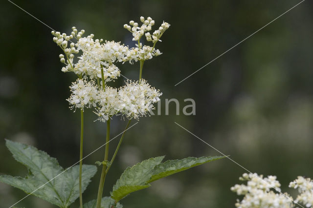 Meadowsweet (Filipendula ulmaria)