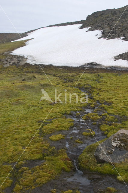 Moss