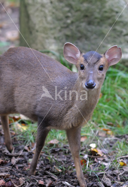 Reeves’s Muntjac (Muntiacus reevesi)