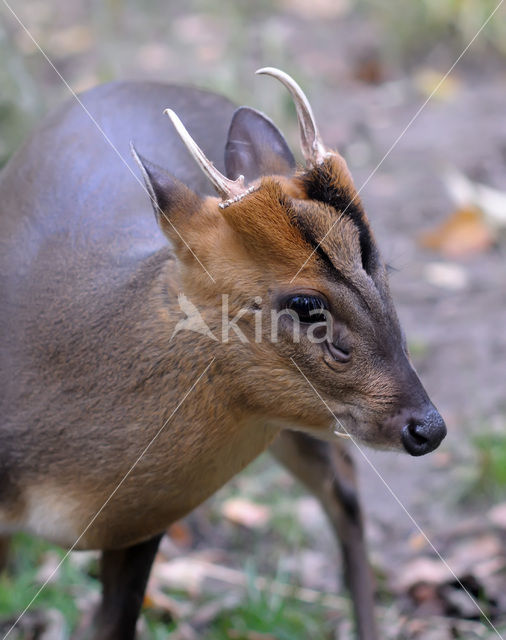 Reeves’s Muntjac (Muntiacus reevesi)