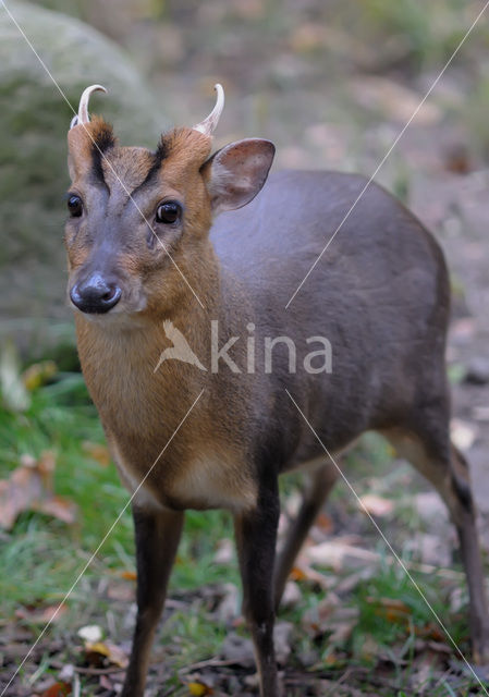 Reeves’s Muntjac (Muntiacus reevesi)