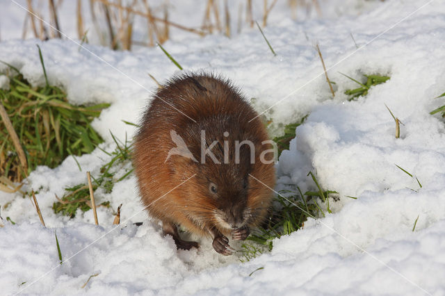 Muskrat (Ondatra zibethicus)