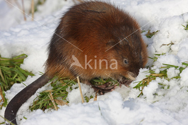 Muskrat (Ondatra zibethicus)