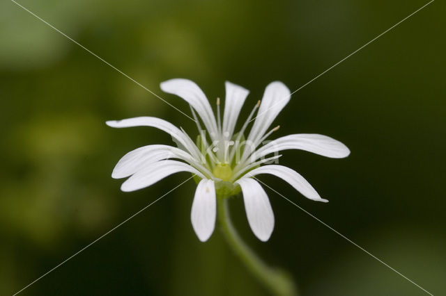 Nachtsilene (Silene nutans)