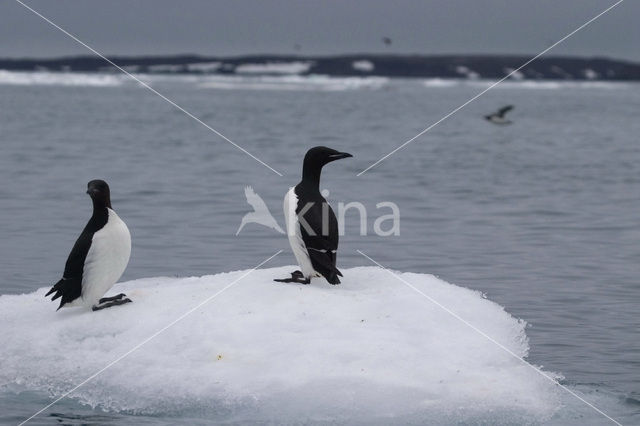 Noordelijke Zeekoet (Uria aalge hyperborea)