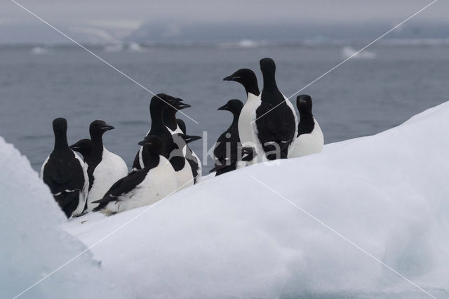 Noordelijke Zeekoet (Uria aalge hyperborea)