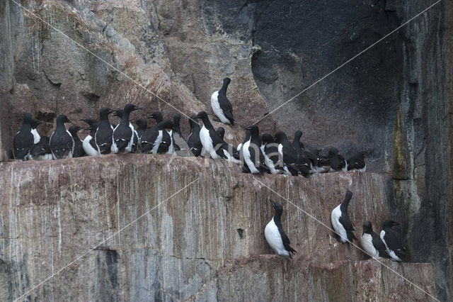 Noordelijke Zeekoet (Uria aalge hyperborea)