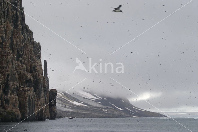 Noordelijke Zeekoet (Uria aalge hyperborea)