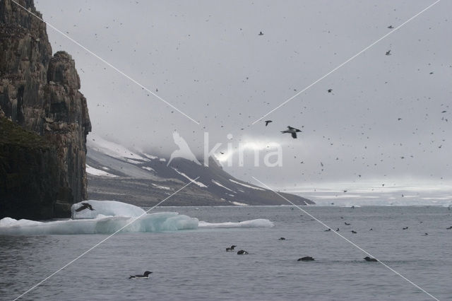 Noordelijke Zeekoet (Uria aalge hyperborea)