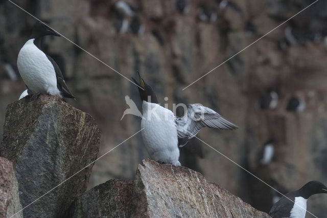 Noordelijke Zeekoet (Uria aalge hyperborea)