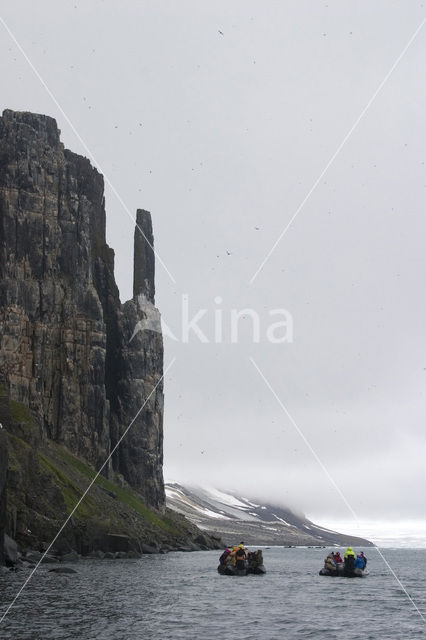 Noordelijke Zeekoet (Uria aalge hyperborea)