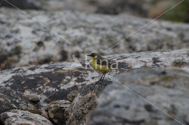 Yellow wagtail (Motacilla flava thunbergi)