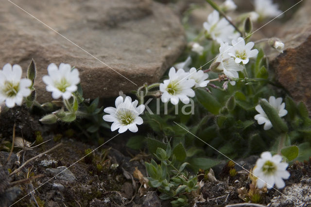 Artic Mouse-Ear Chickweed (Cerastium arcticum)