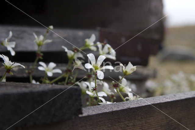 Artic Mouse-Ear Chickweed (Cerastium arcticum)