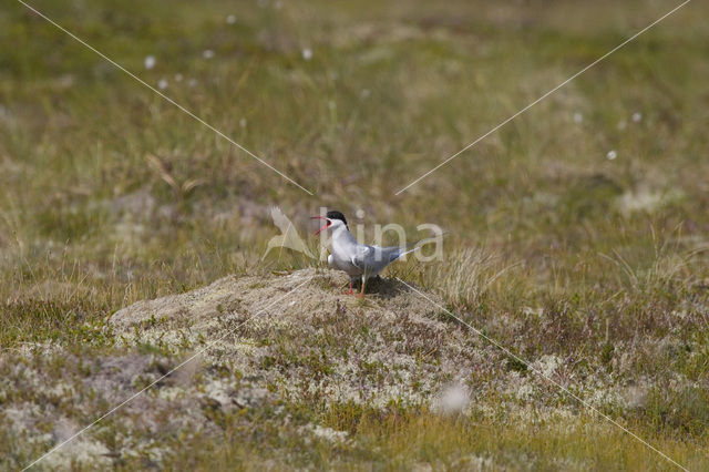 Arctic Tern (Sterna paradisaea)