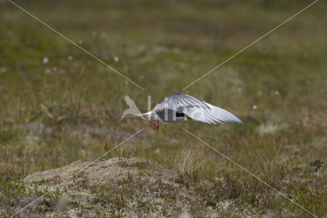 Noordse Stern (Sterna paradisaea)