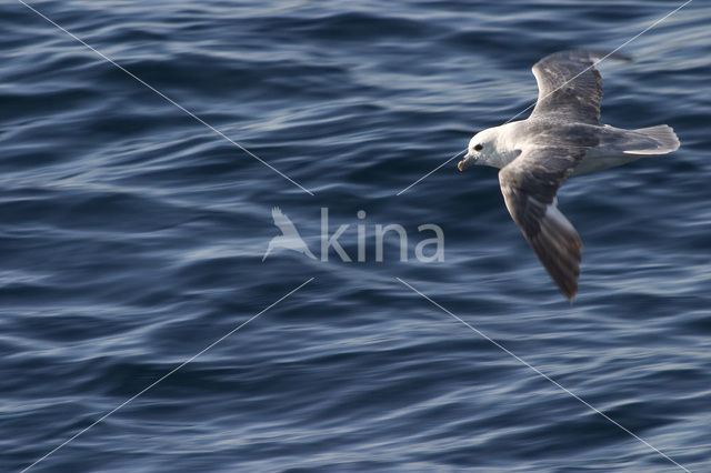 Noordse Stormvogel (Fulmarus glacialis)