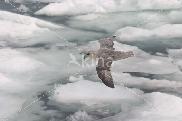 Northern Fulmar (Fulmarus glacialis)